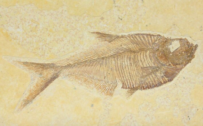 Diplomystus Fossil Fish - Wyoming #116770